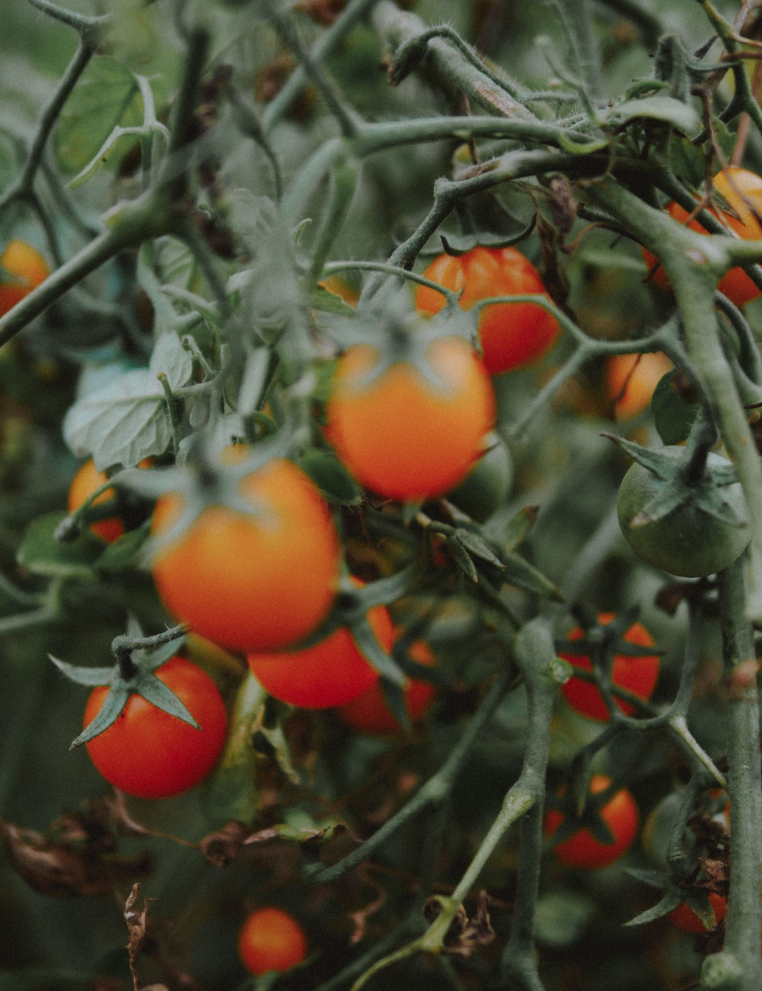 graines de tomate cerise gold nugget bio