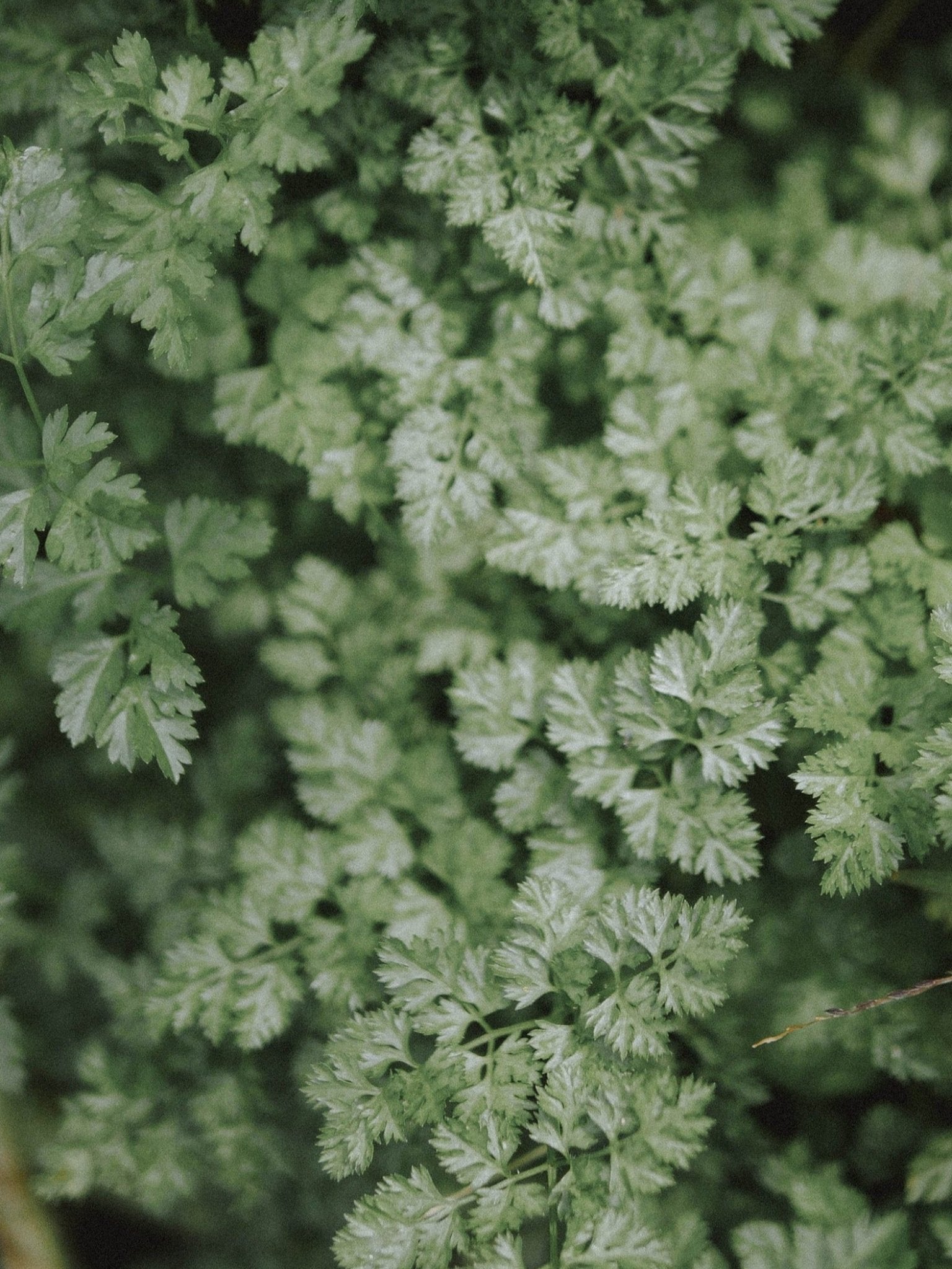 cerfeuil commun permaculture