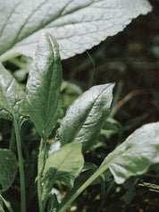 potager débutant épinards