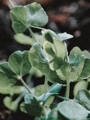 potager débutant petits pois