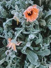 le souci, une fleur rustique