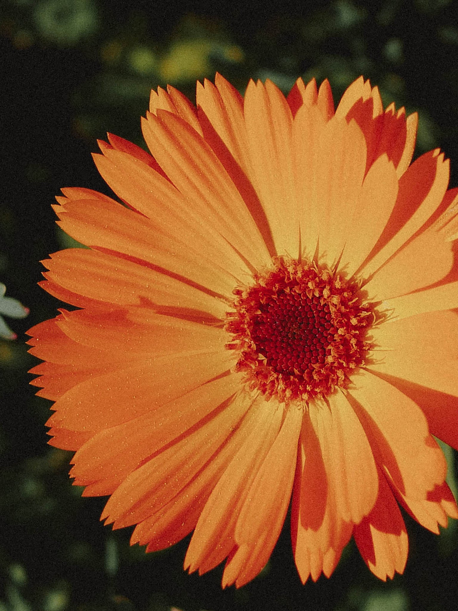 graines fleur de souci bio