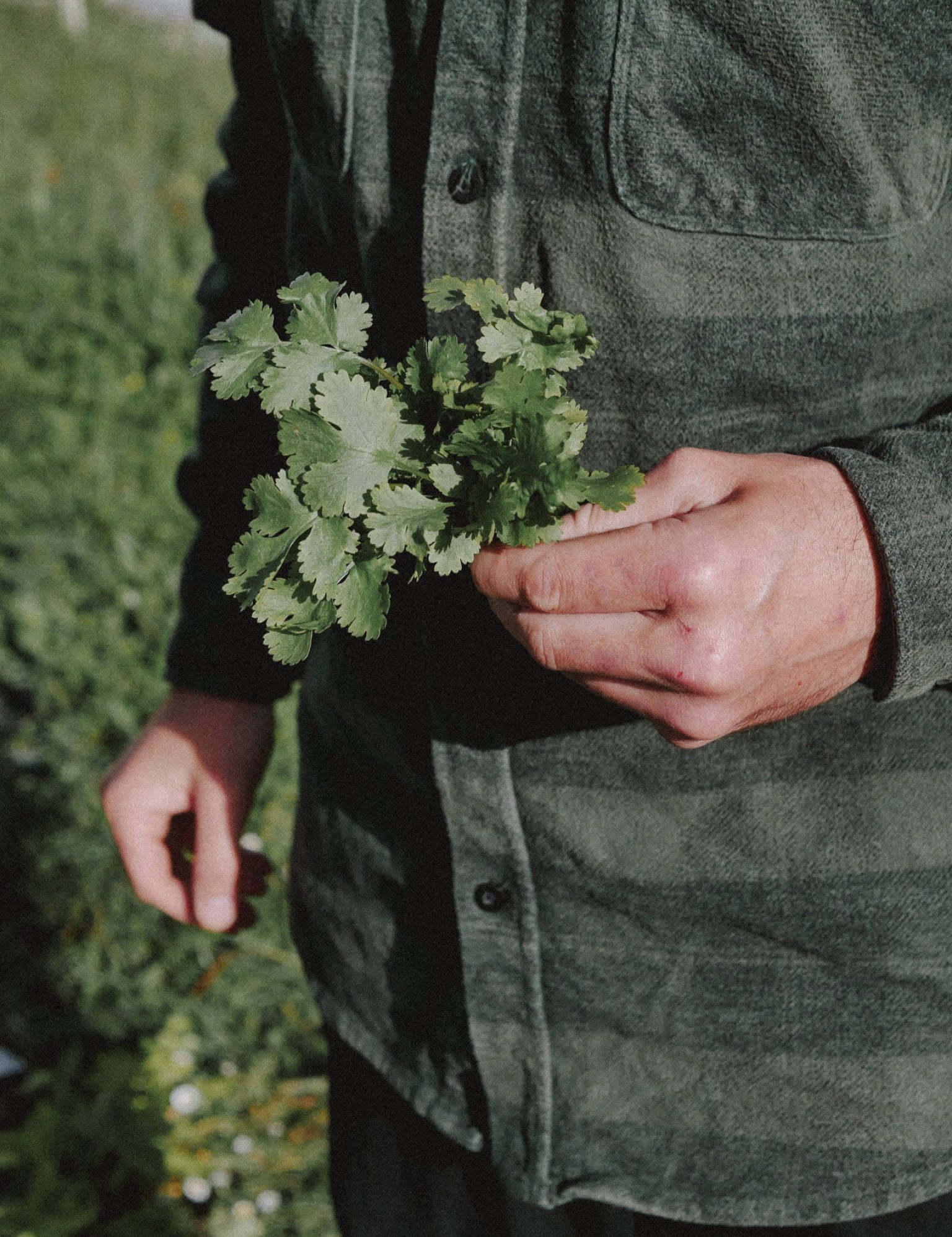 graines de coriandre bio à semer hums