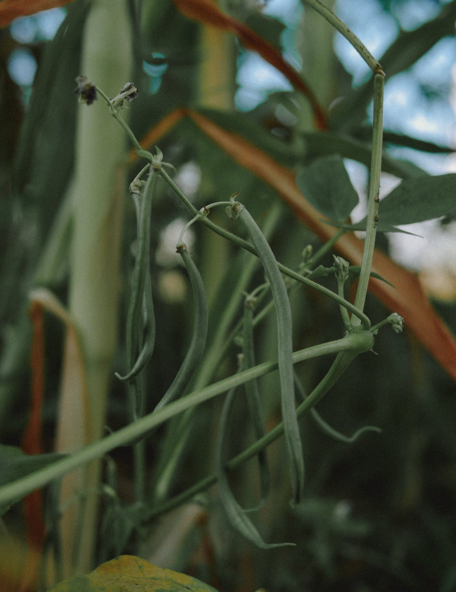 graines bio haricot emerite