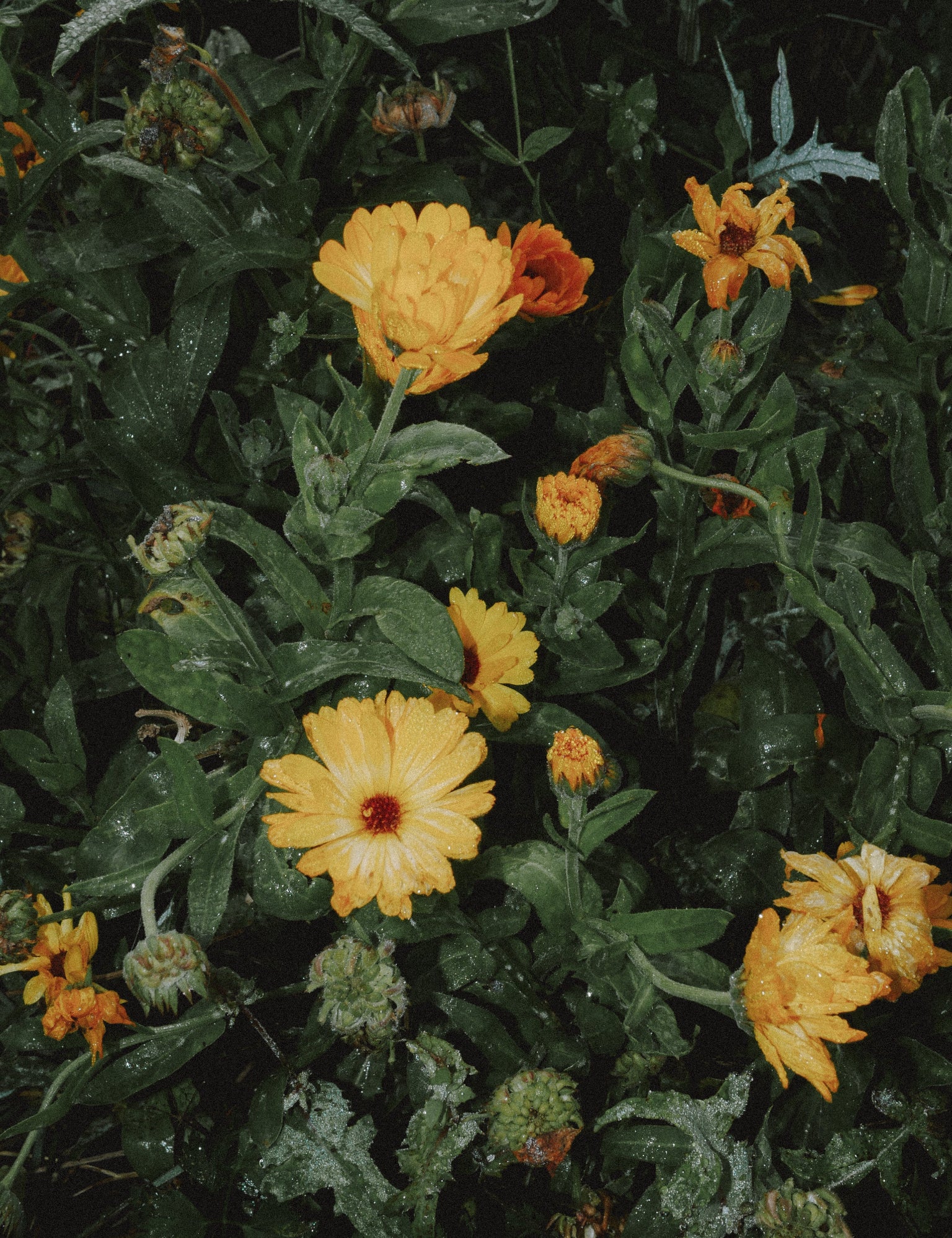 graines de calendula bio jaune et orange
