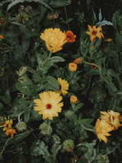 graines de calendula bio jaune et orange