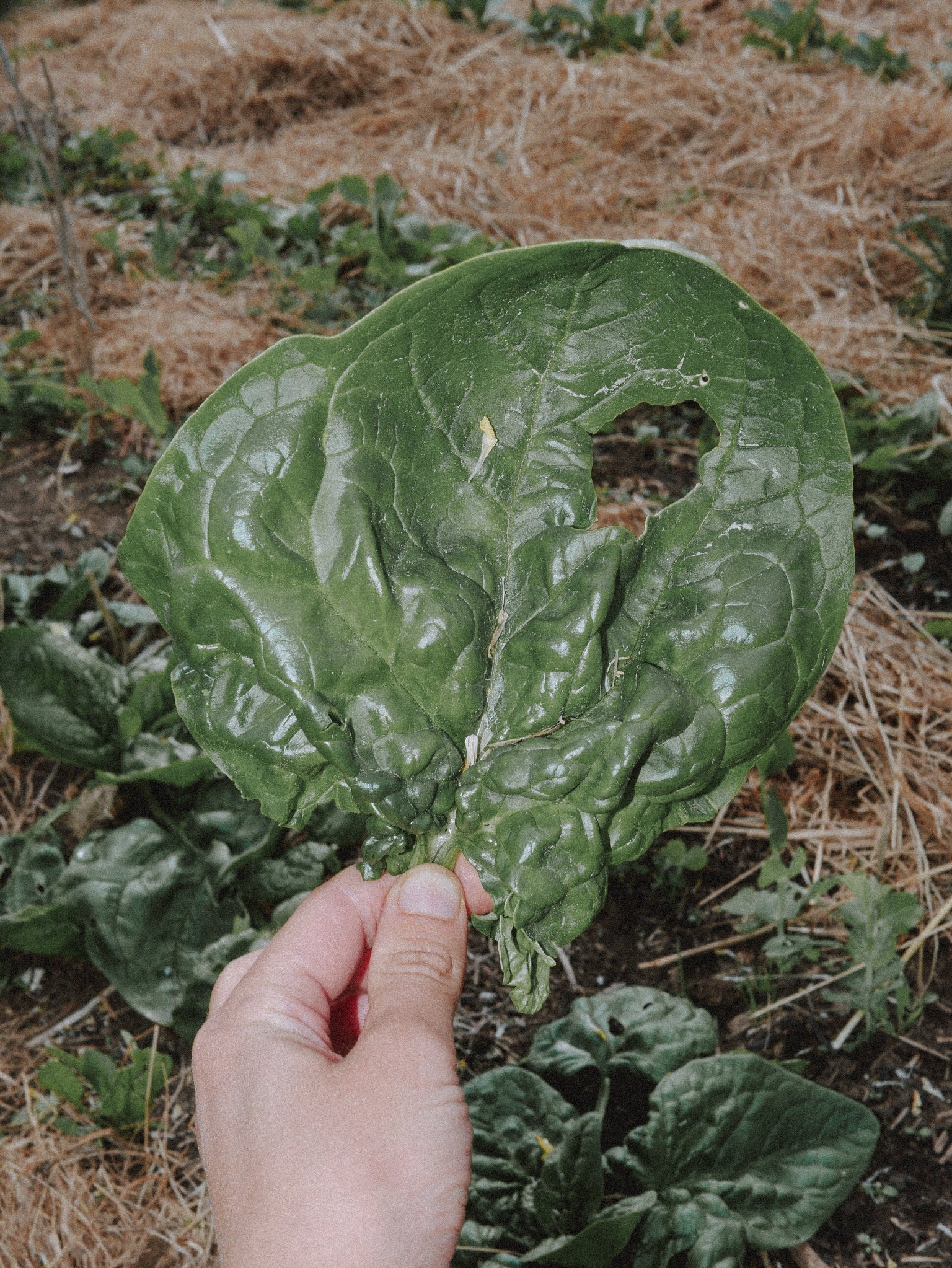 graines epinards bio