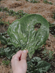 graines epinards bio