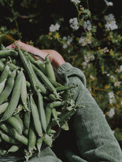 récolte pois merveille de kelvedon