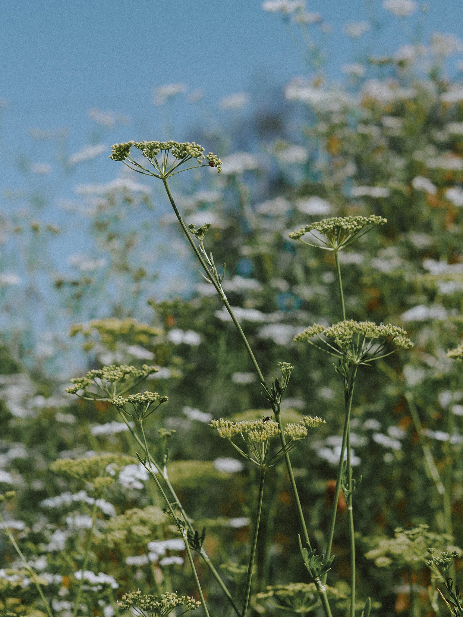 graines de persil bio