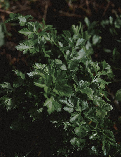 potager débutant persil