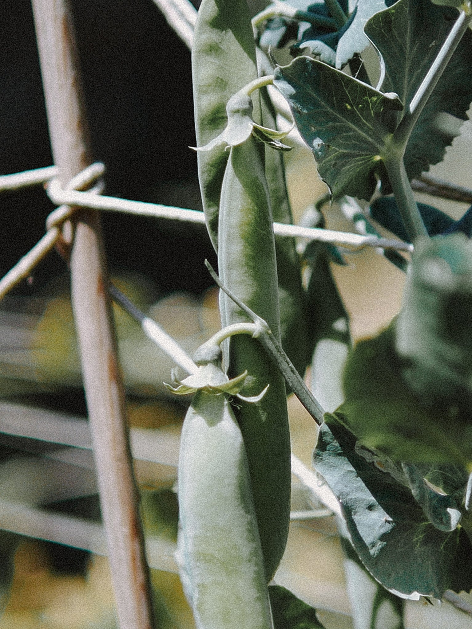 pois à écosser bio cultivé en permaculture