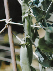 pois à écosser bio cultivé en permaculture