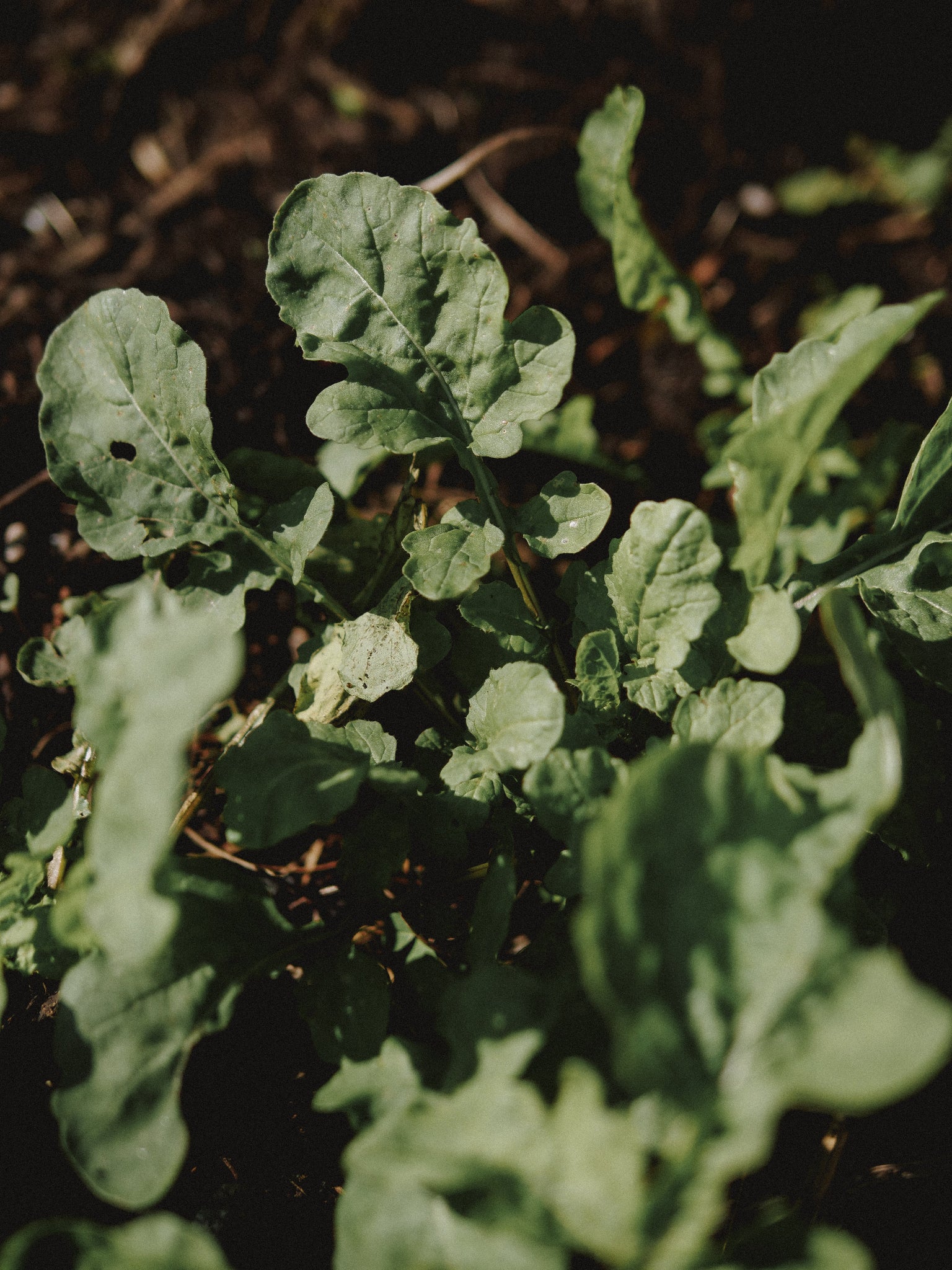 graines de roquette cultivée bio