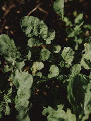 graines de roquette bio