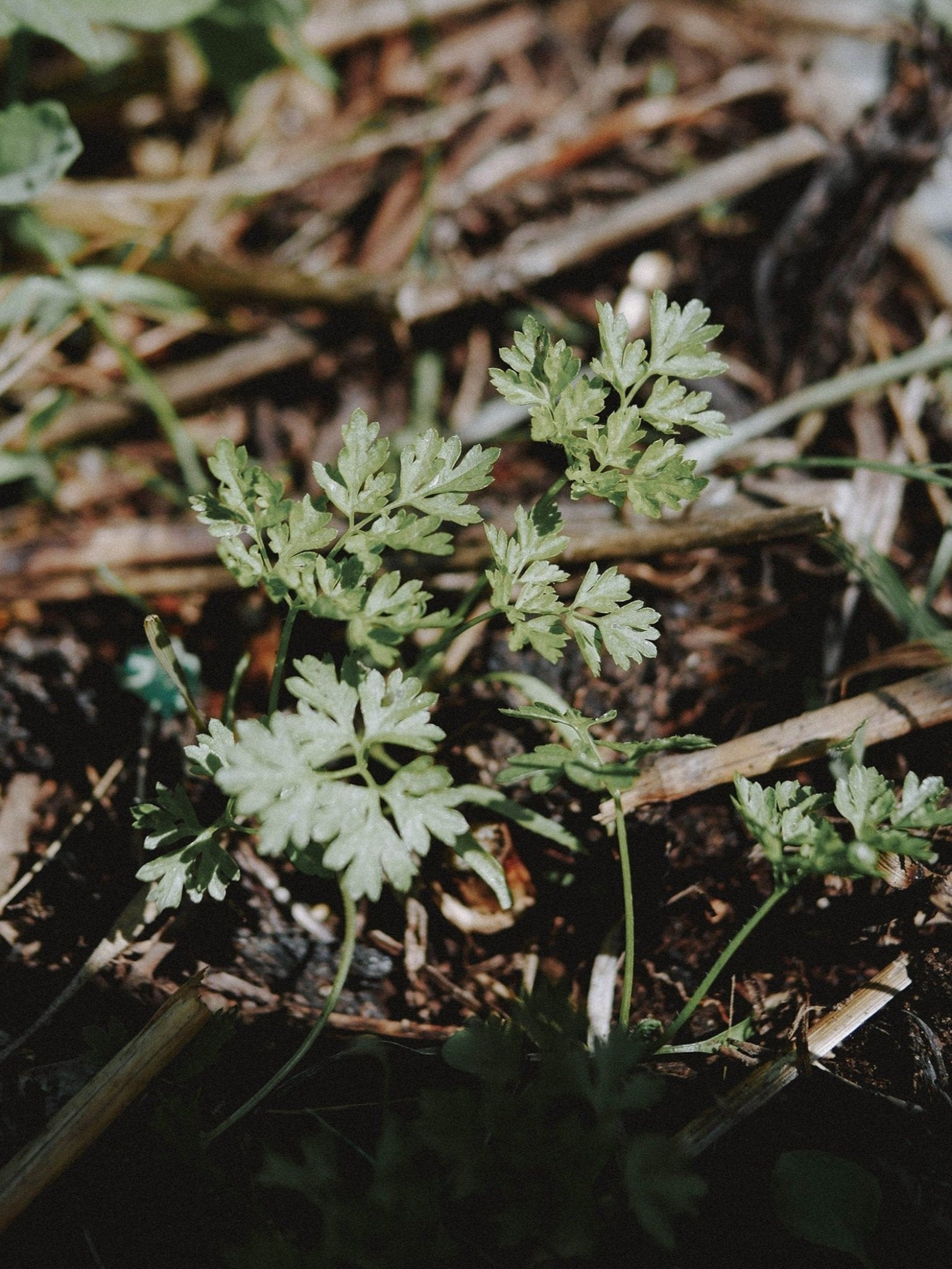 semis de cerfeuil commun permaculture