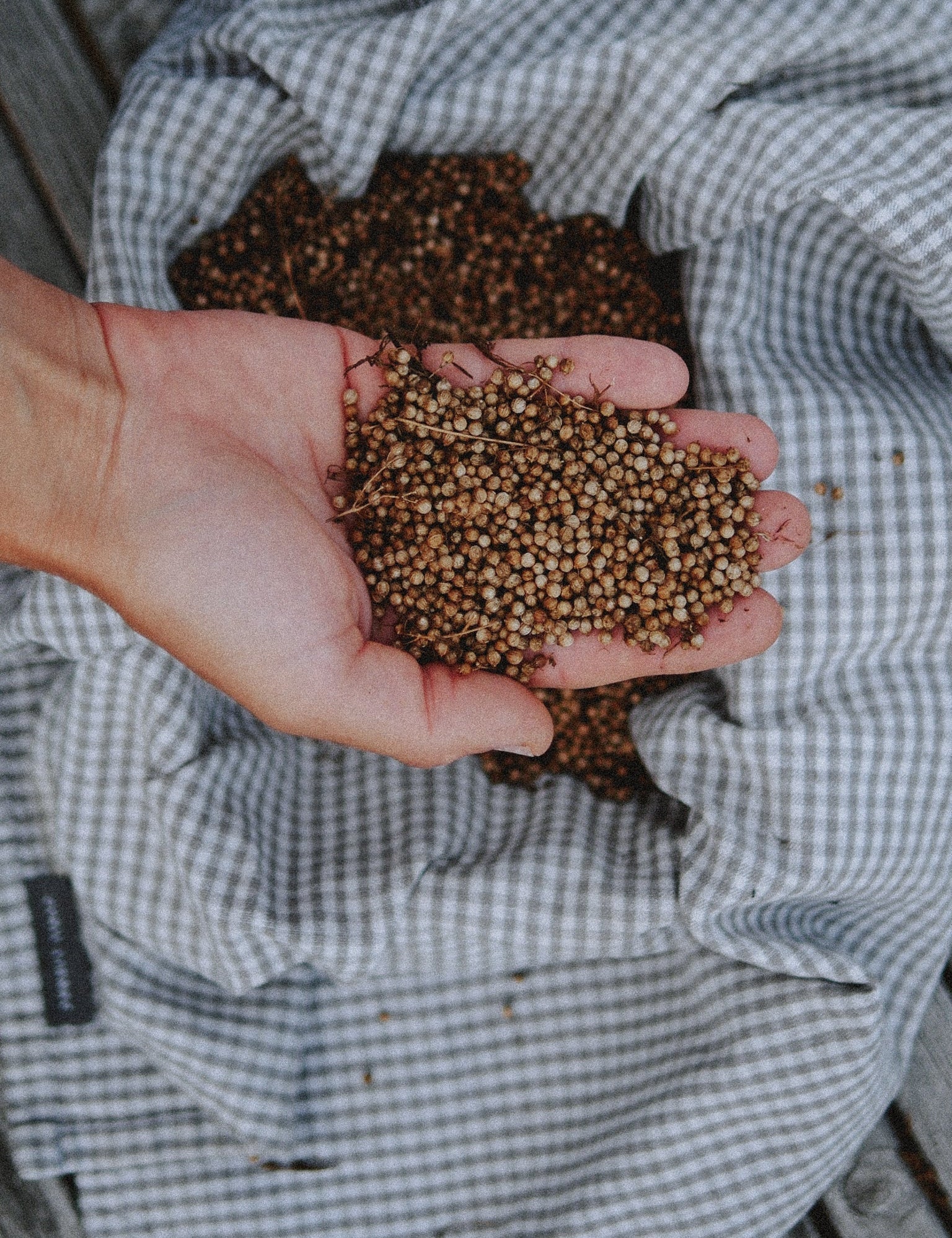 Comment conserver ses semences