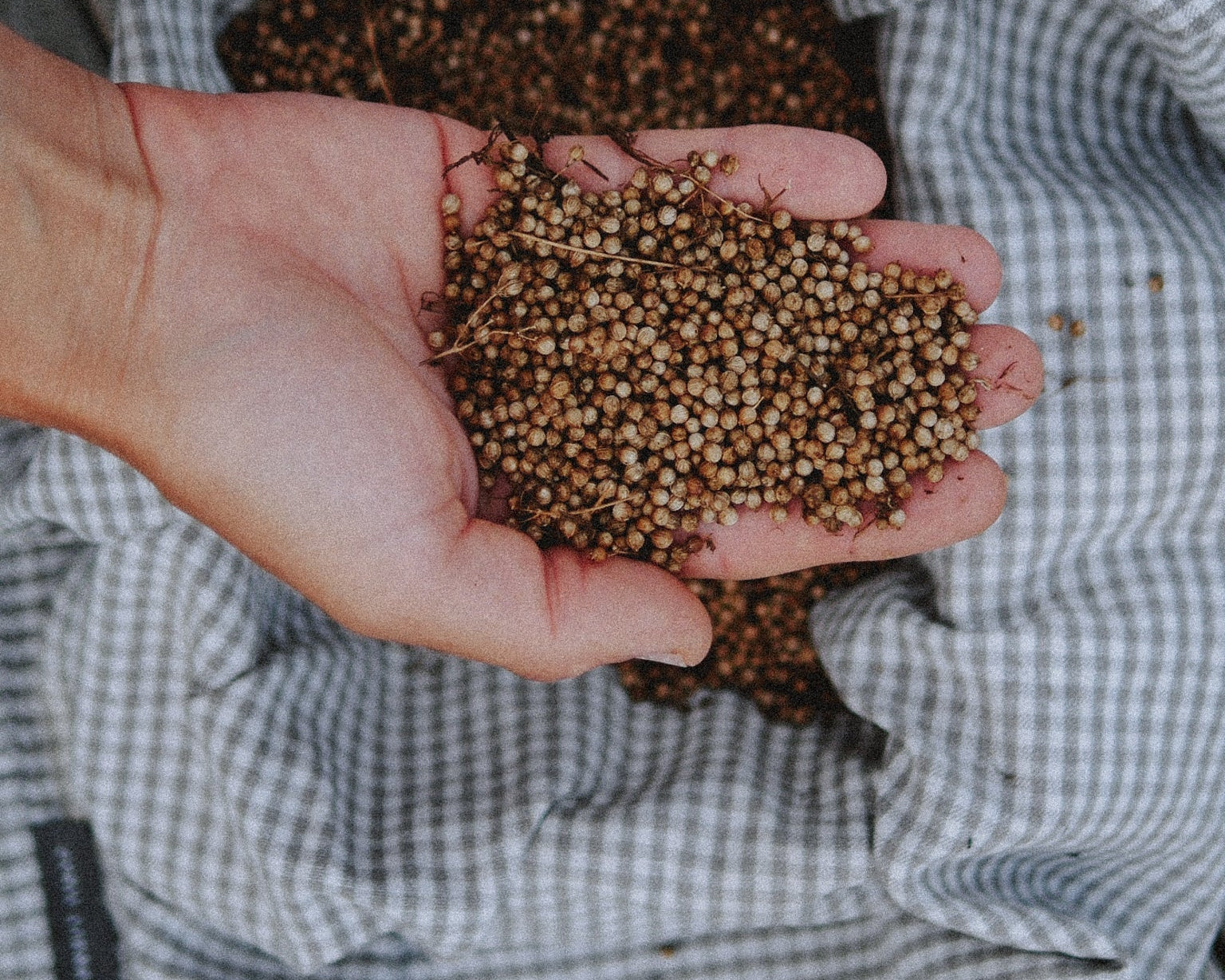 Comment bien conserver ses graines potagères ?
