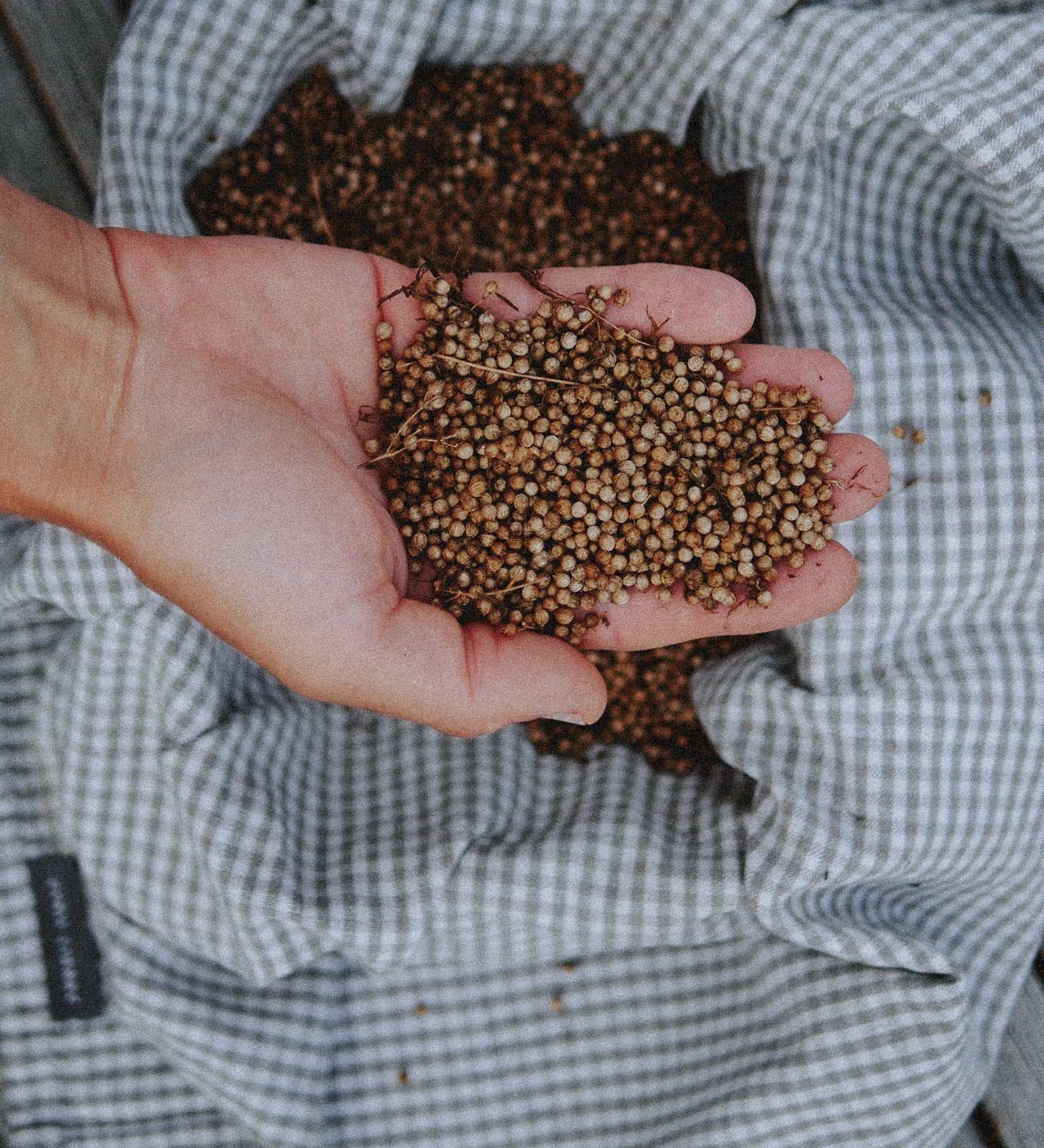 Comment bien conserver ses graines potagères ?