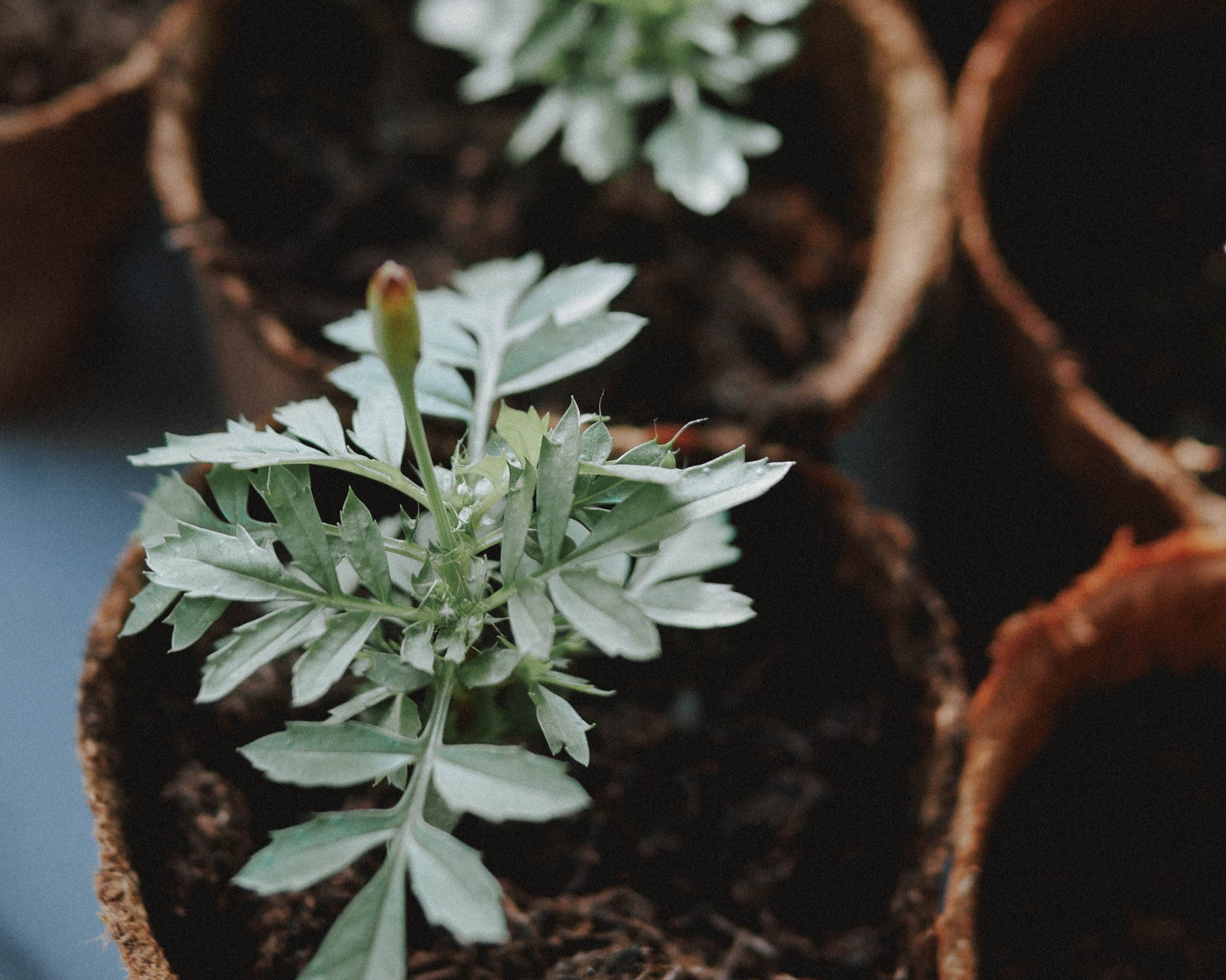 Semences ou plants : que choisir ?