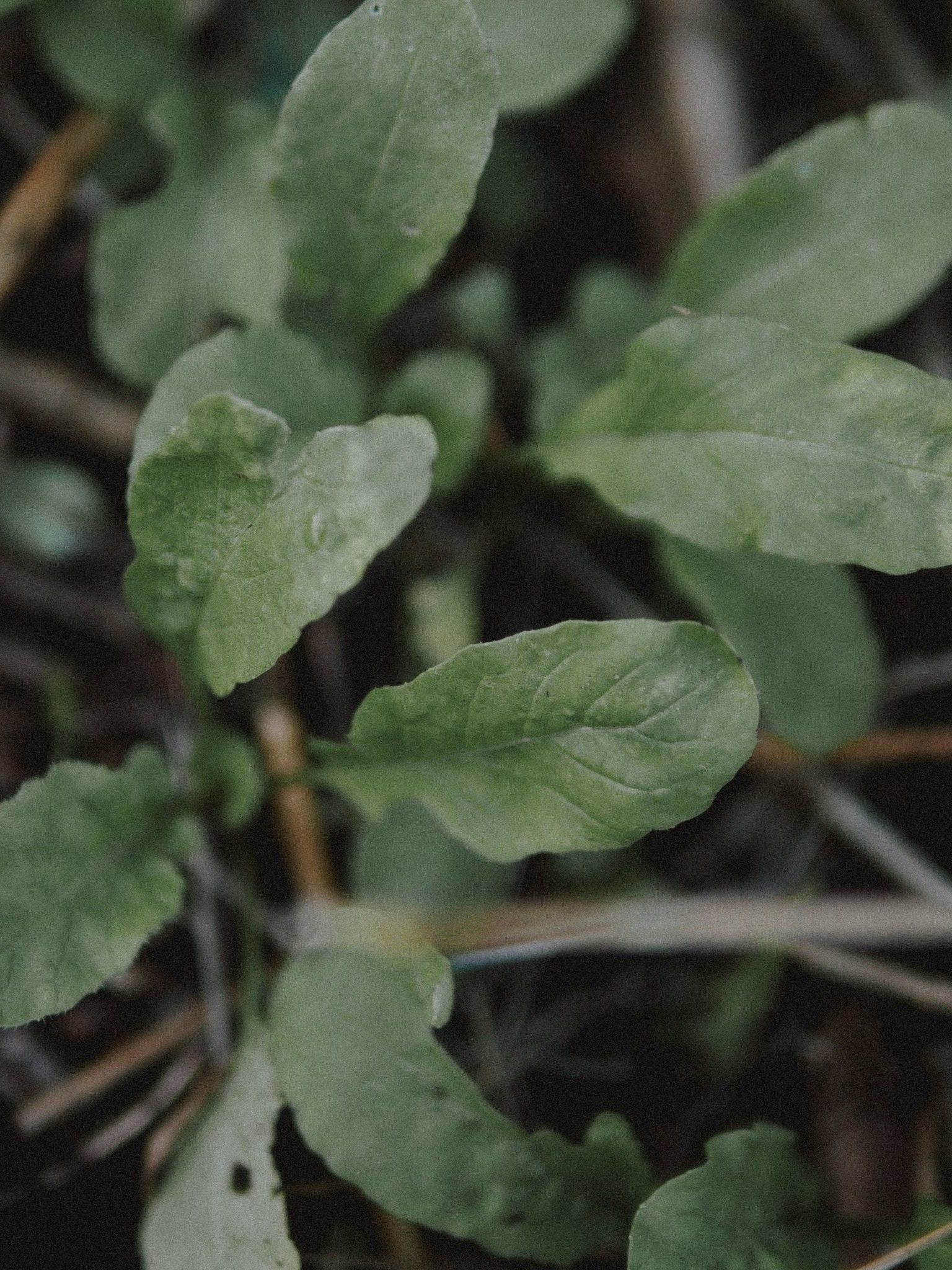graines de roquette bio