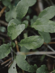 graines de roquette bio
