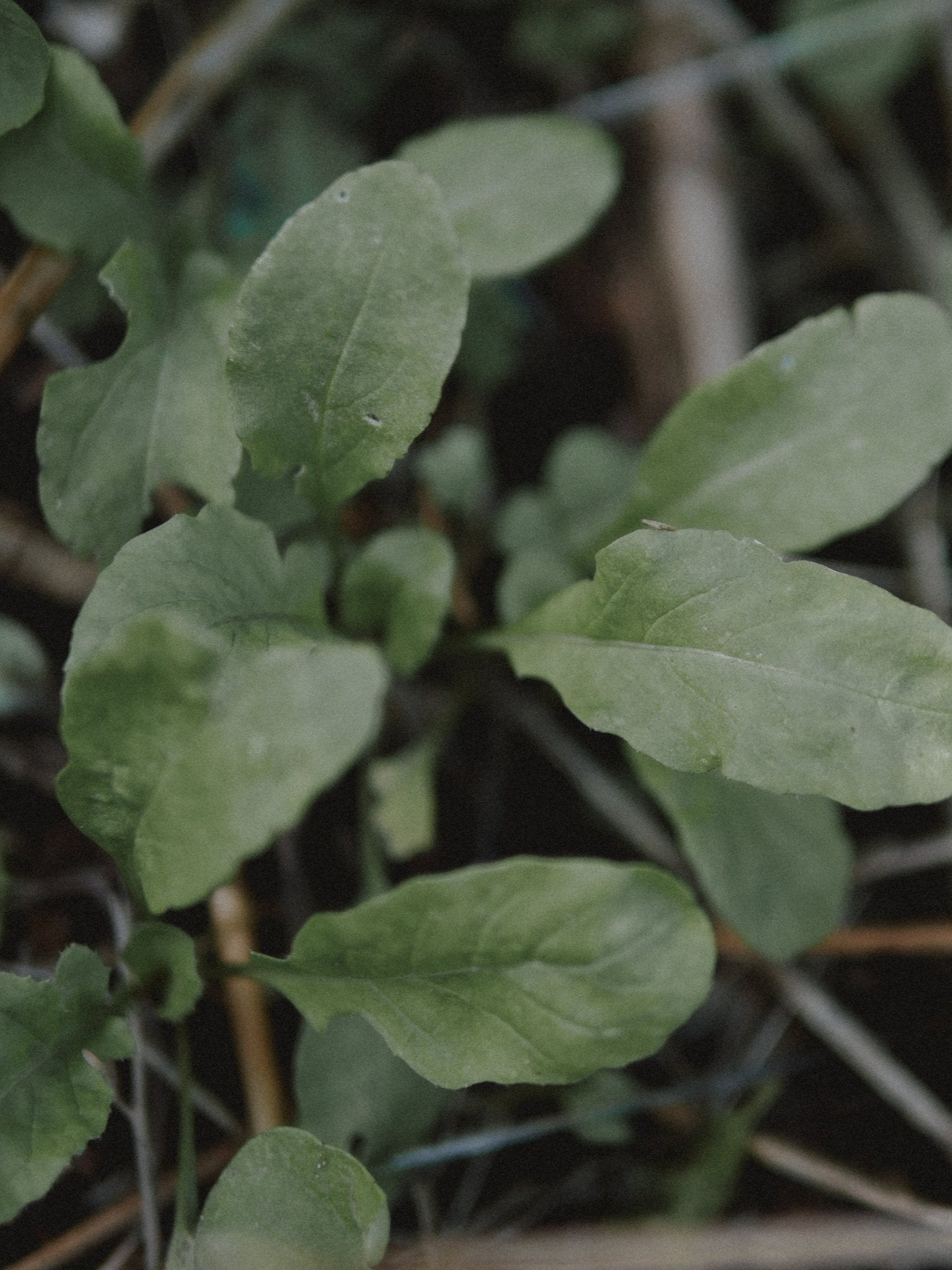 semences de roquette bio