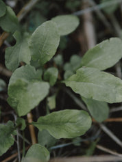 semences de roquette bio