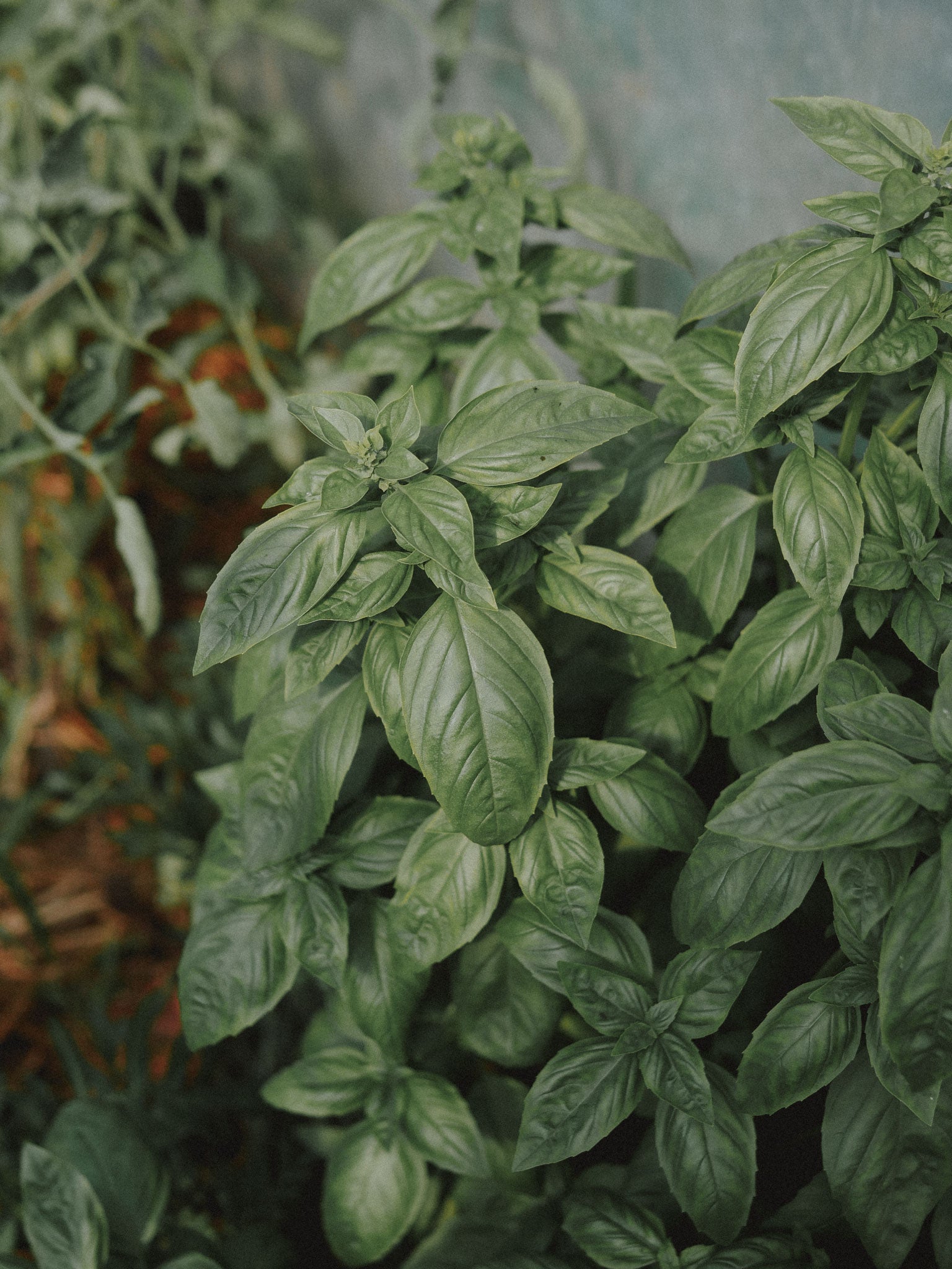semences de basilic bio