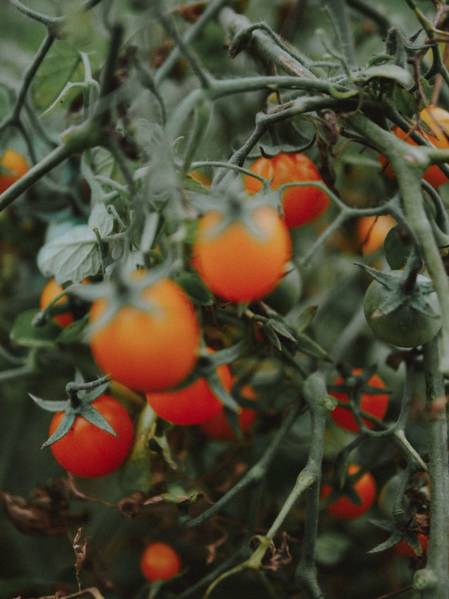 graines de tomate cerise gold nugget bio