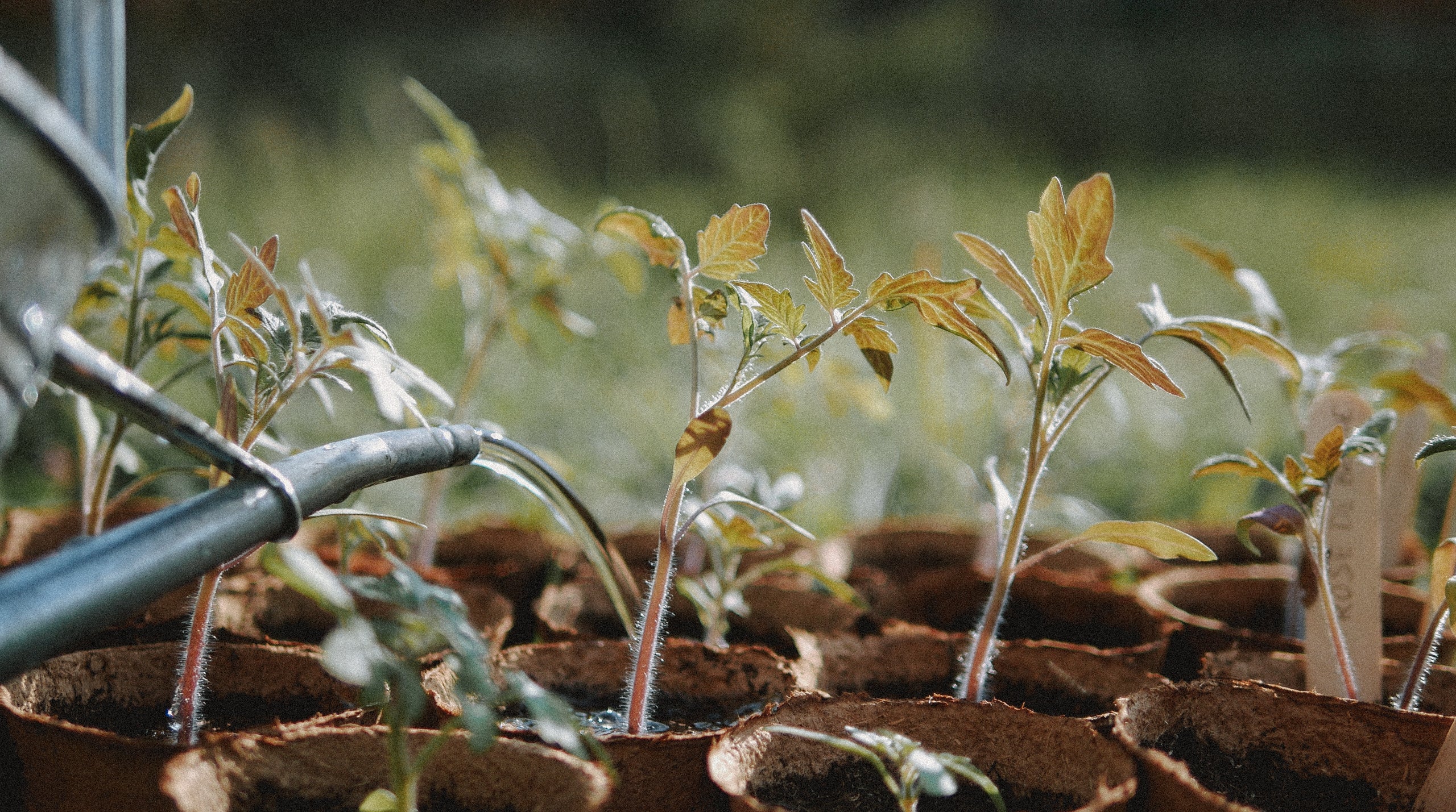 est-ce mieux d'acheter des plants ou des graines pour le potager  ? 