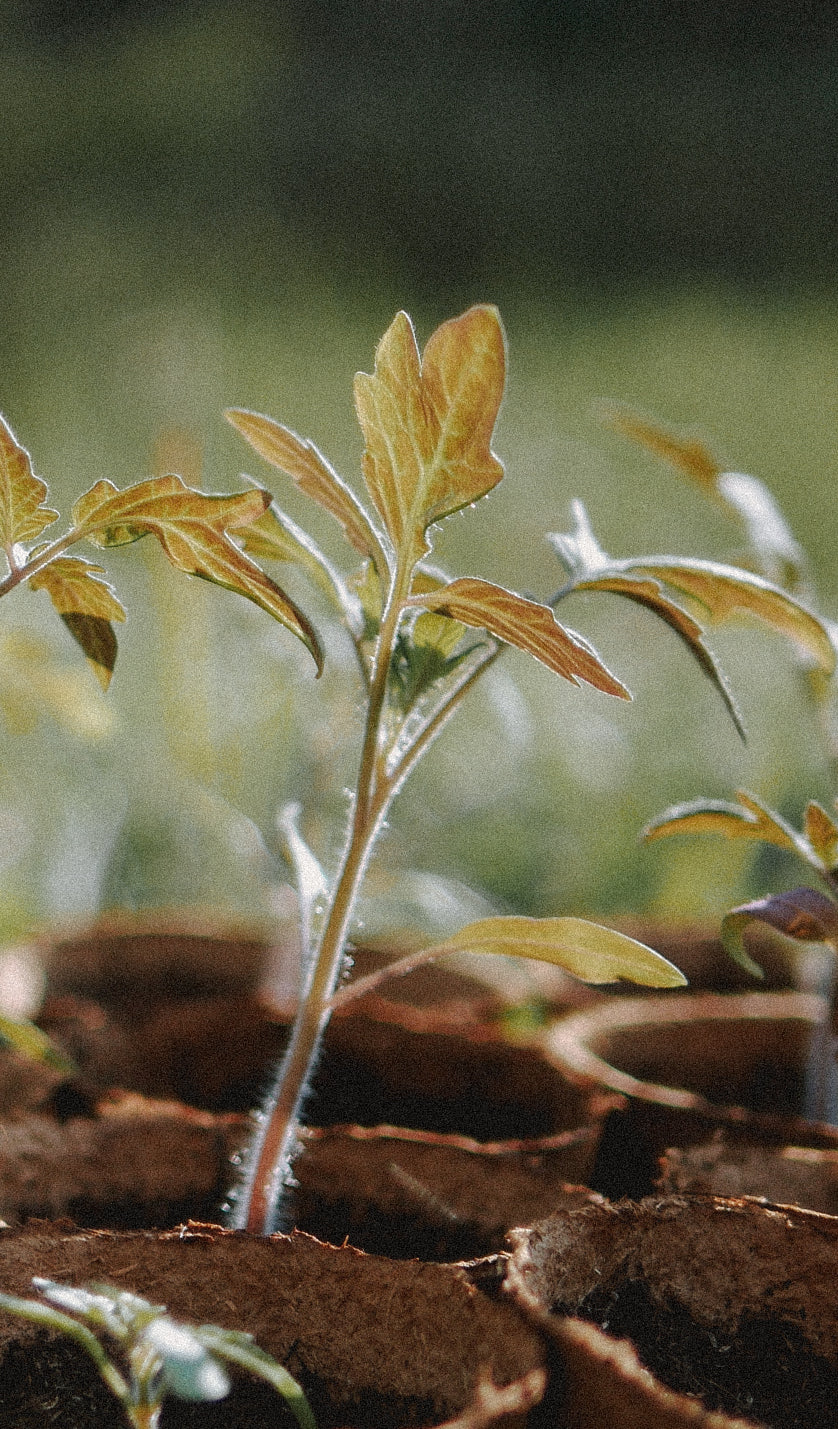 semis de tomate bio