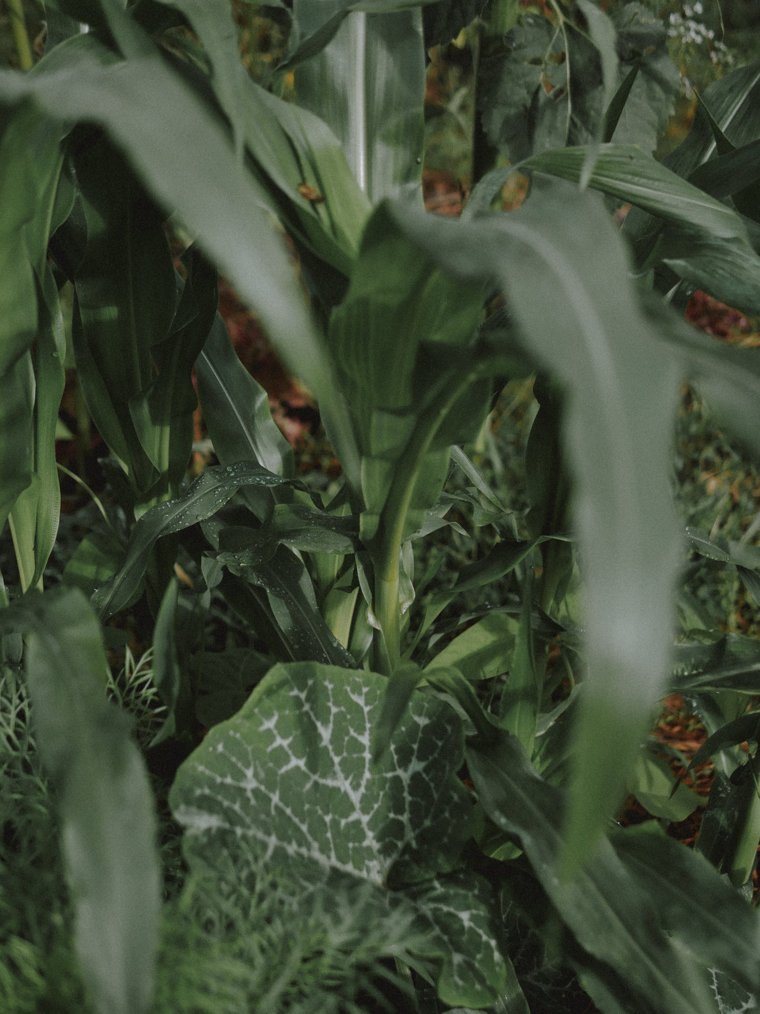 box permaculture bio