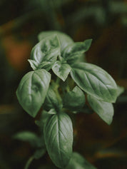 graines de basilic genovese grand vert bio