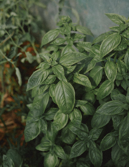 basilic potager débutant 