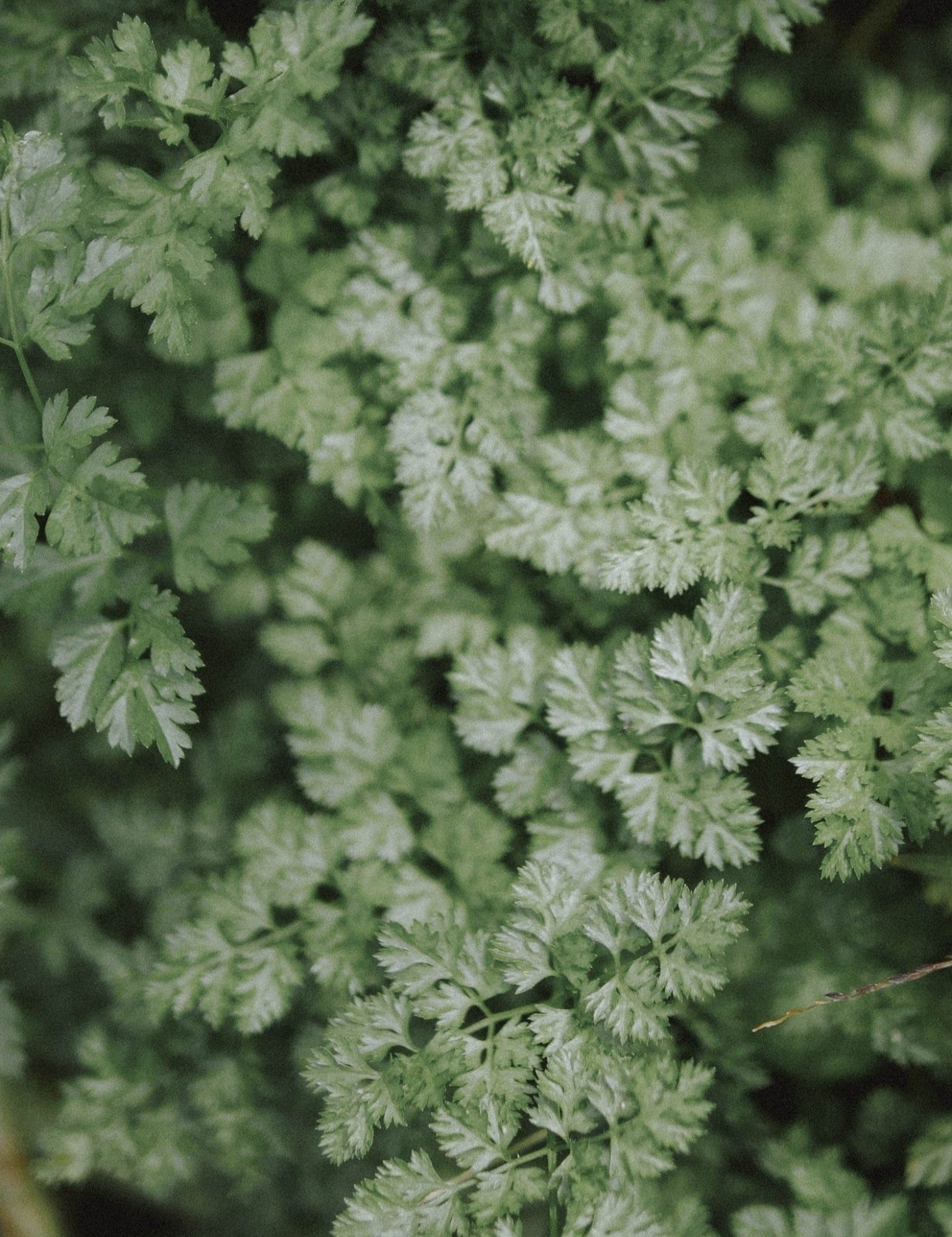 cerfeuil commun permaculture