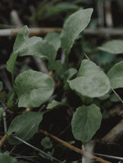 potager débutant roquette
