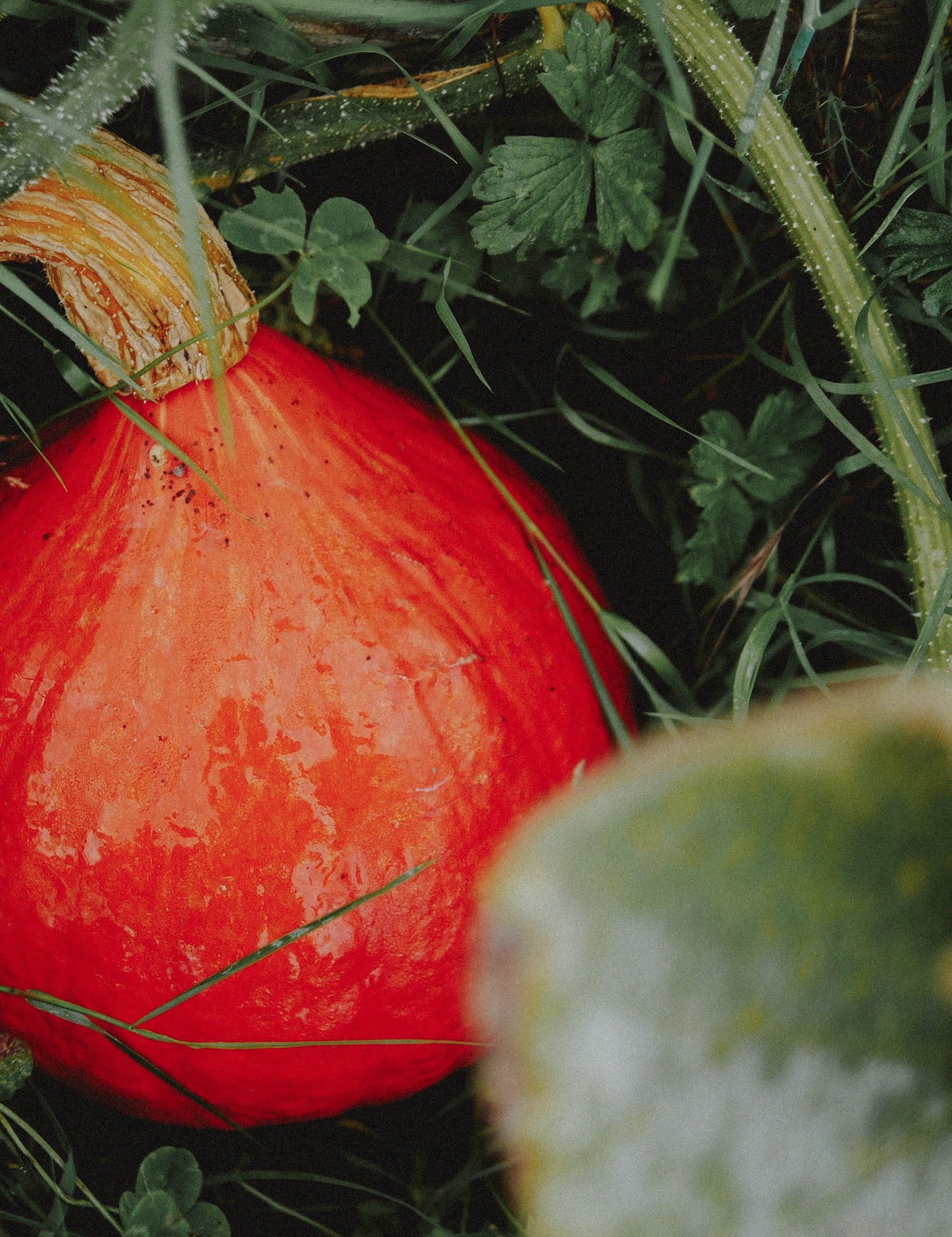 courge uchiki kuri presque à maturité