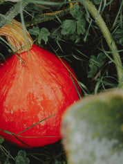 courge uchiki kuri presque à maturité