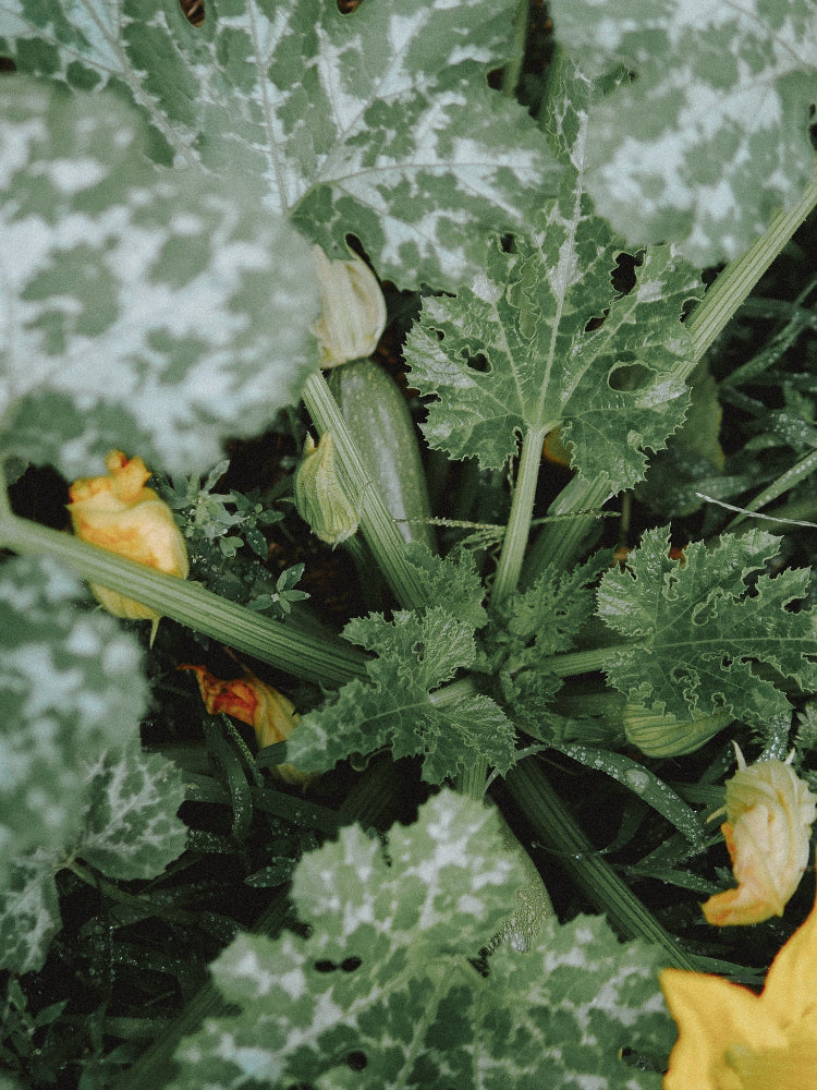 courgette ortolana di faenza