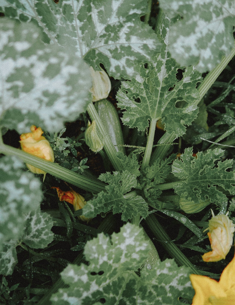 potager permaculture débutant courgette