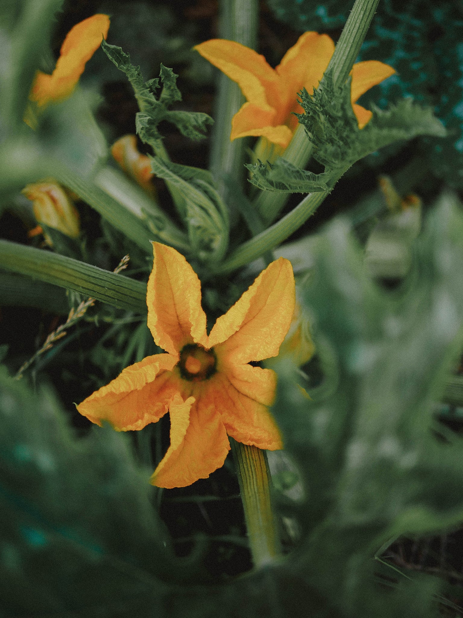 variété de courgette précoce