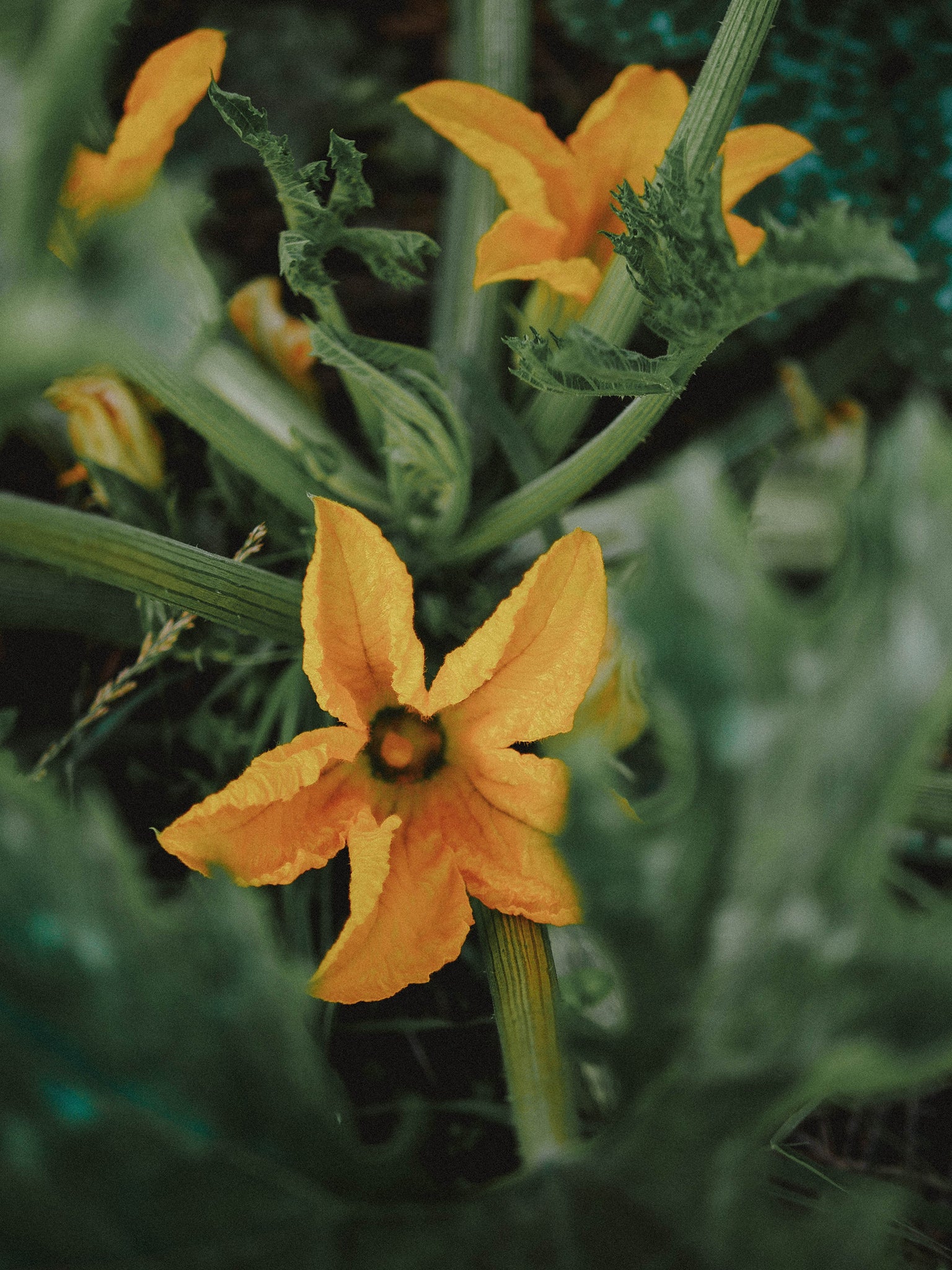 fleurs de courgettes bio