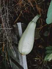 courgette ortolana di faenza