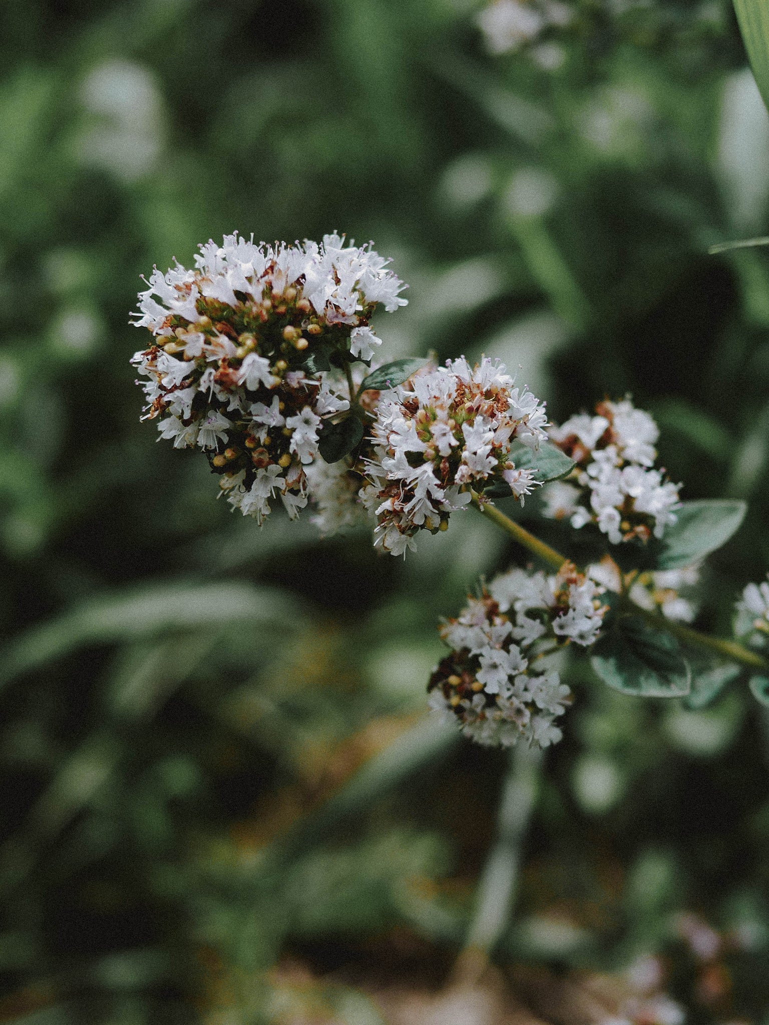 fleurs d'origan