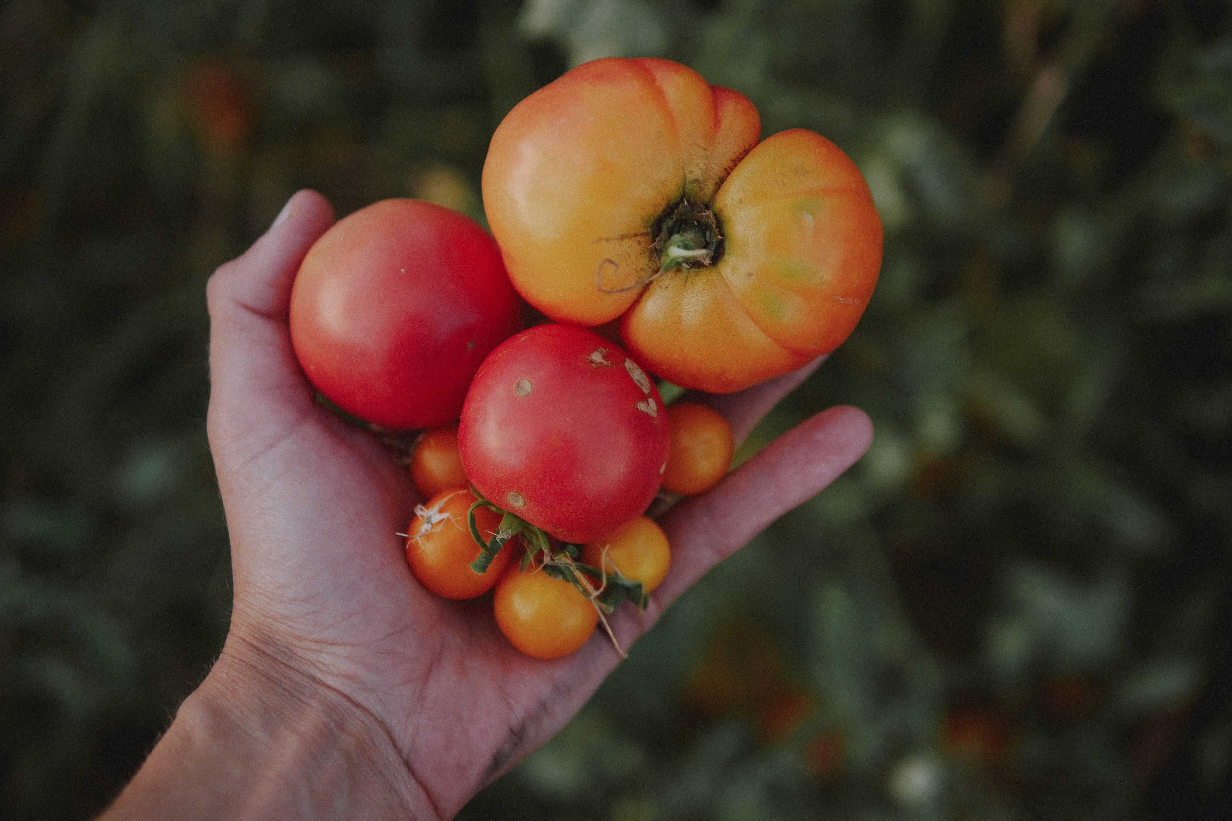 graines de tomates bio