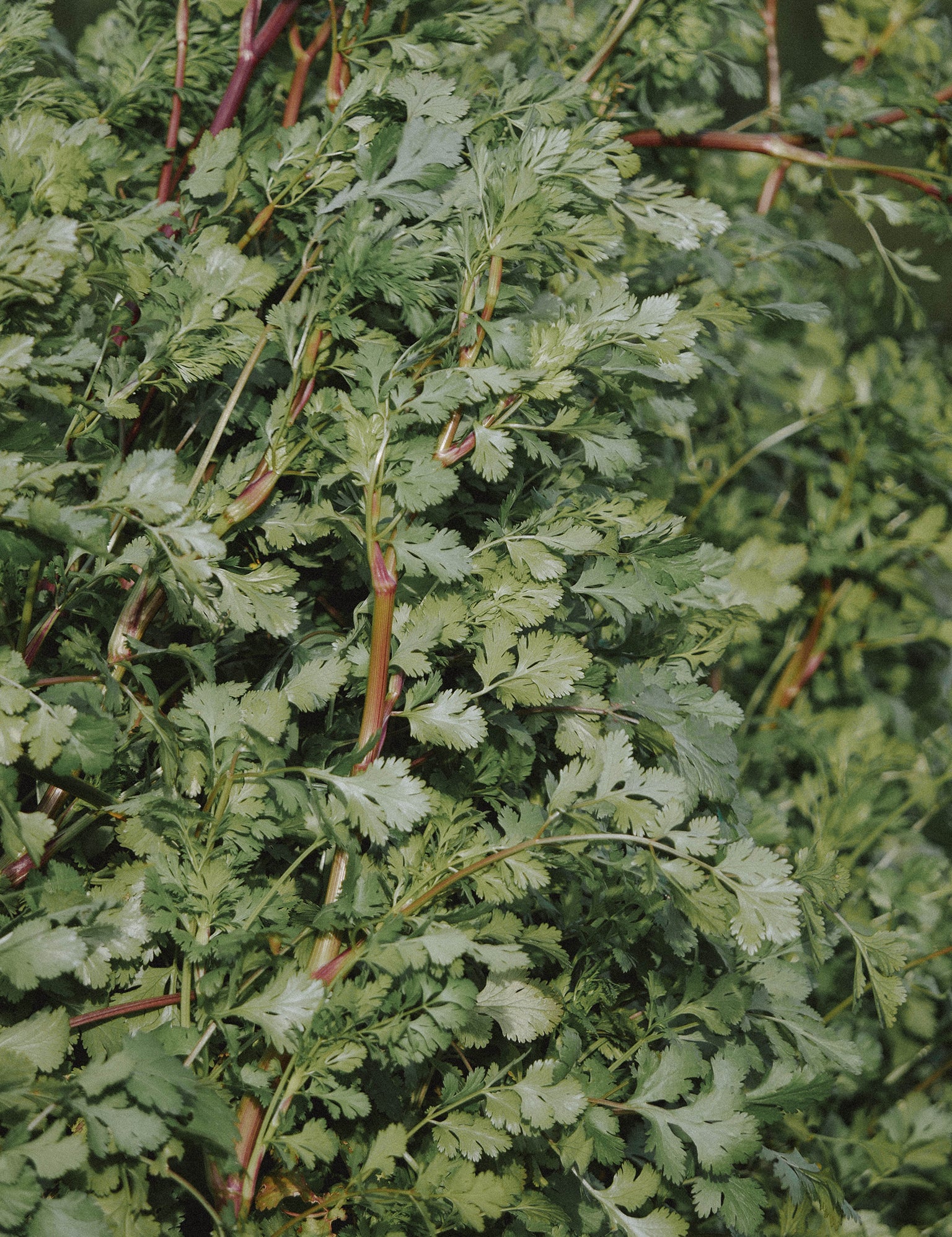 feuilles-de-coriandre-plante-mellifere-carre-aromates-03.jpg