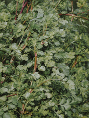 graines de coriandre bio à semer hums