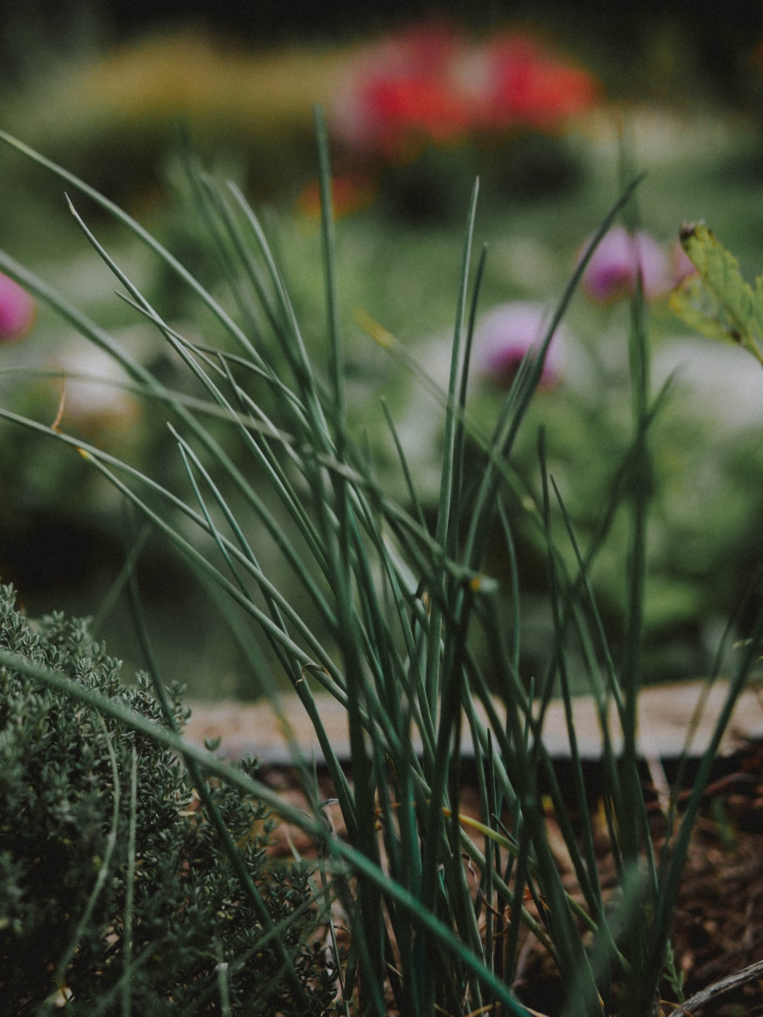 aromates carré potager