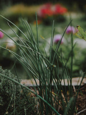aromates carré potager